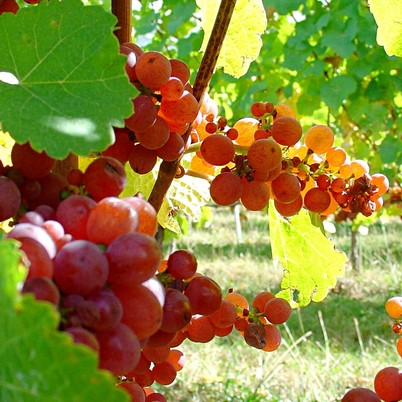 A close up image of Gewurztraminer grapes on the vine with green leaves surrounding them and grass and other vines in the background.